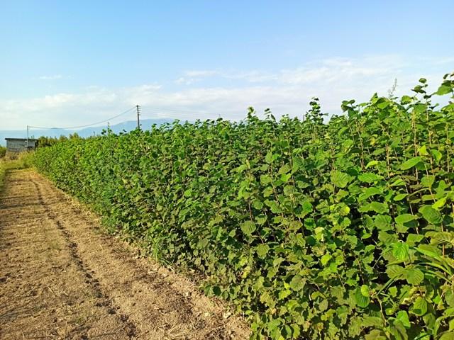 ΔΙΑΘΕΣΗ ΔΕΝΔΡΥΛΛΙΩΝ 2020/21